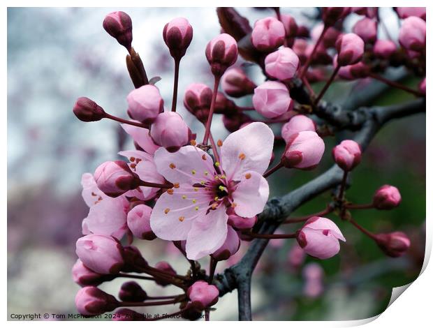 Japanese flowering cherry  Print by Tom McPherson