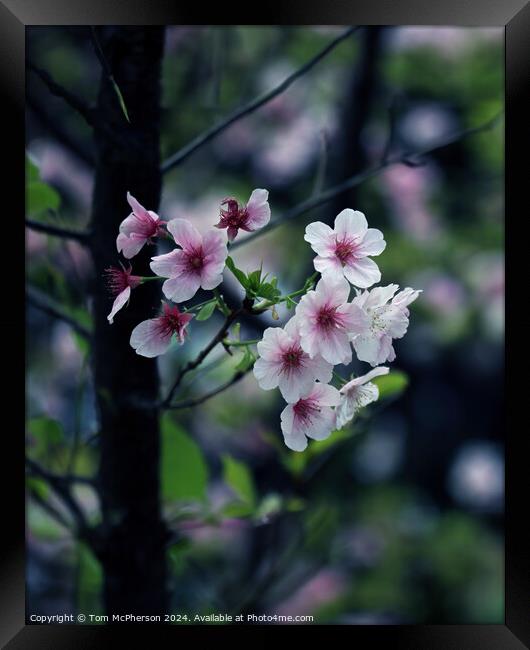 Japanese flowering cherry  Framed Print by Tom McPherson