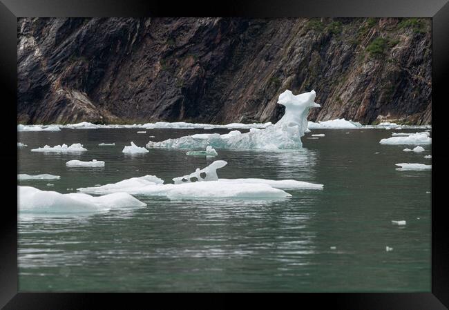 Outdoor Strangely shaped growlers (little icebergs) floating in Icy Bay in Alaska, USA Framed Print by Dave Collins