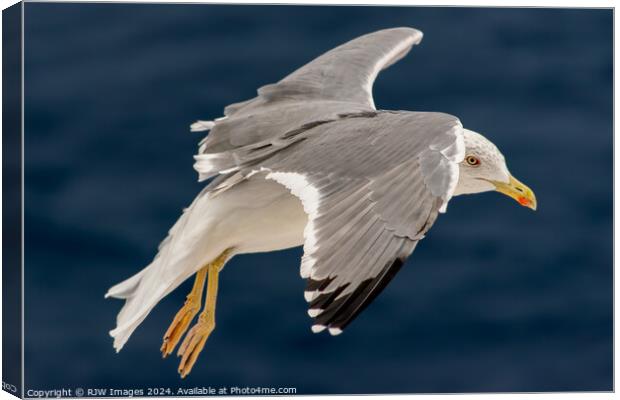 Seagull In Flight Canvas Print by RJW Images