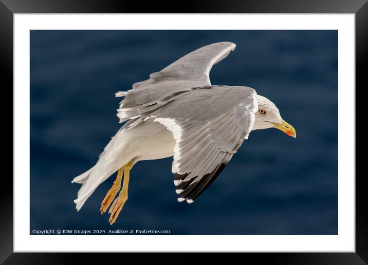 Seagull In Flight Framed Mounted Print by RJW Images