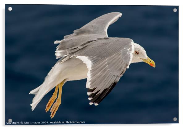 Seagull In Flight Acrylic by RJW Images