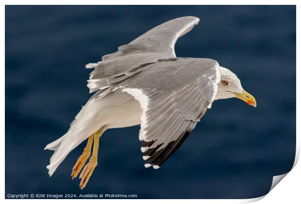 Seagull In Flight Print by RJW Images