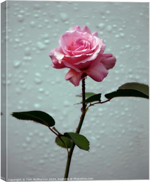 A Single Rose Canvas Print by Tom McPherson