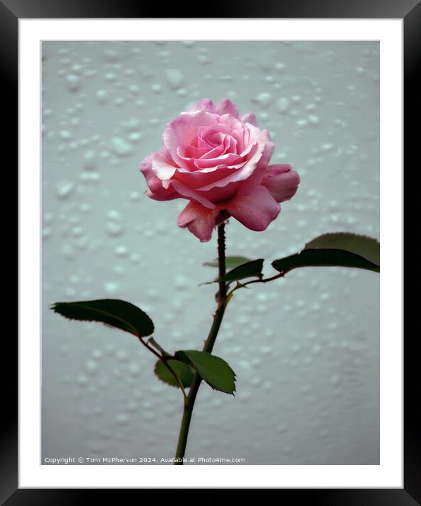 A Single Rose Framed Mounted Print by Tom McPherson