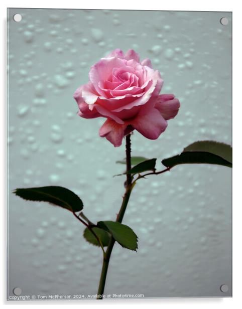 A Single Rose Acrylic by Tom McPherson