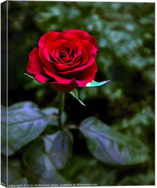 A Single Red Rose Canvas Print by Tom McPherson