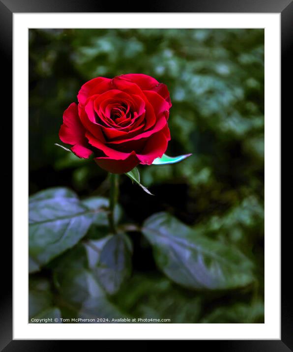 A Single Red Rose Framed Mounted Print by Tom McPherson