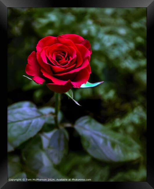 A Single Red Rose Framed Print by Tom McPherson