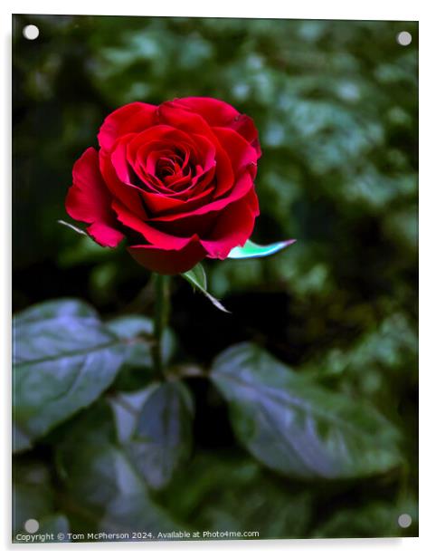 A Single Red Rose Acrylic by Tom McPherson