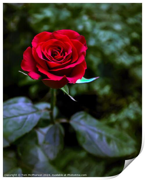 A Single Red Rose Print by Tom McPherson