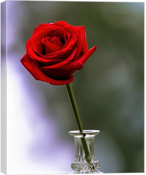 A Single Red Rose Canvas Print by Tom McPherson