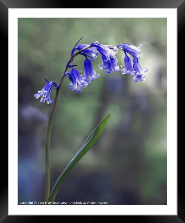 Bluebell Framed Mounted Print by Tom McPherson