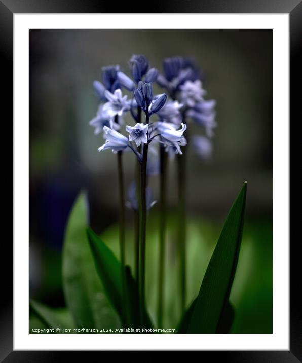 Beautiful Bluebells Framed Mounted Print by Tom McPherson
