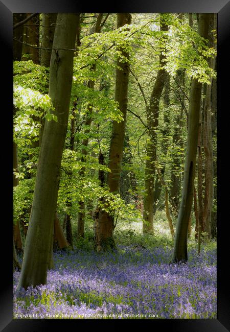 bluebell woodlande Framed Print by Simon Johnson