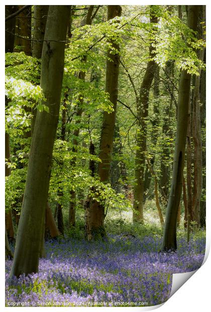bluebell woodlande Print by Simon Johnson