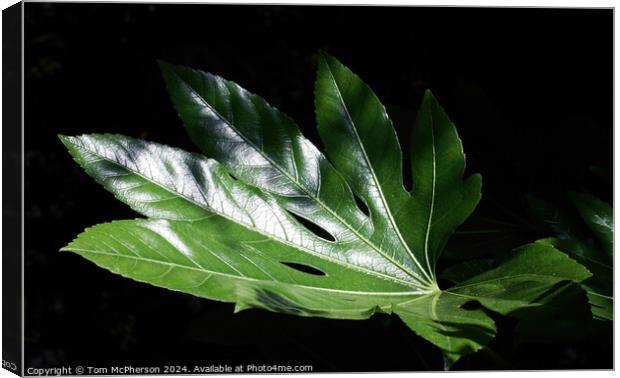 Fatsia Japonica Leaf Canvas Print by Tom McPherson