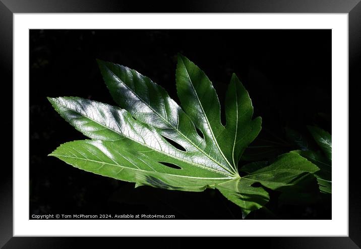 Fatsia Japonica Leaf Framed Mounted Print by Tom McPherson