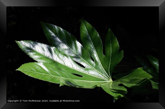 Fatsia Japonica Leaf Framed Print by Tom McPherson