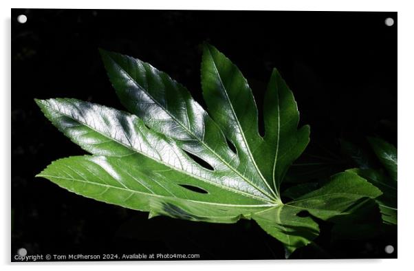 Fatsia Japonica Leaf Acrylic by Tom McPherson