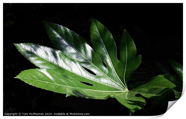 Fatsia Japonica Leaf Print by Tom McPherson