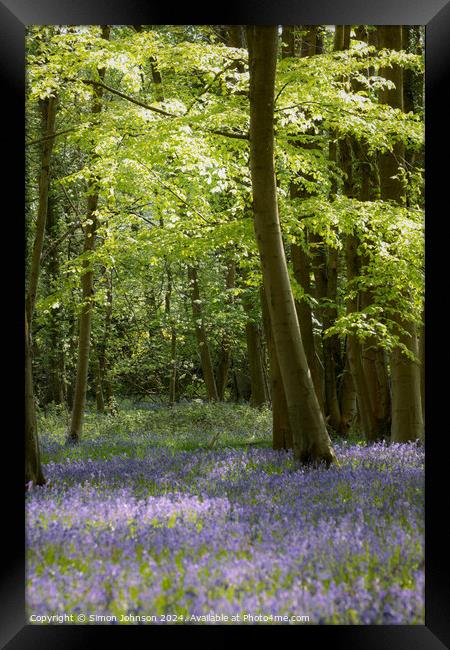 Bluebell Woodland  Framed Print by Simon Johnson