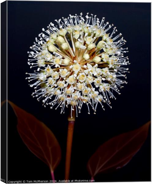 Fatsia japonica close-up of flower umbel Canvas Print by Tom McPherson