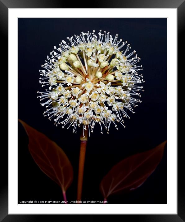 Fatsia japonica close-up of flower umbel Framed Mounted Print by Tom McPherson