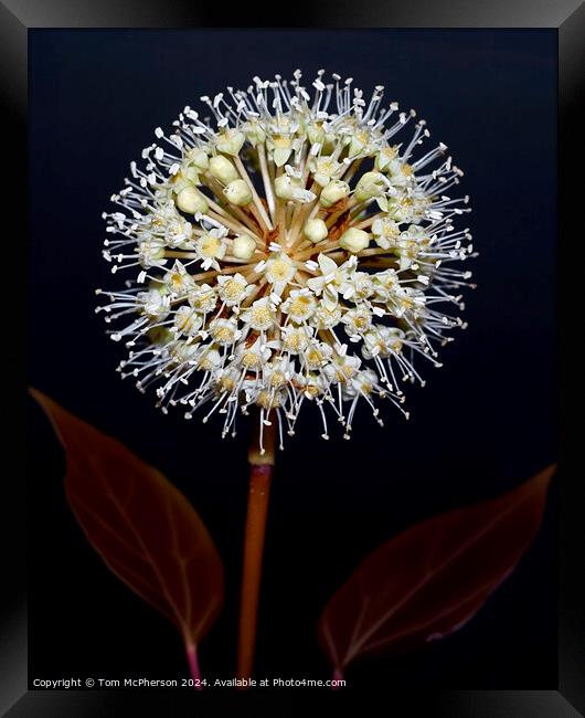 Fatsia japonica close-up of flower umbel Framed Print by Tom McPherson