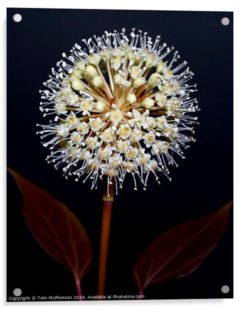 Fatsia japonica close-up of flower umbel Acrylic by Tom McPherson