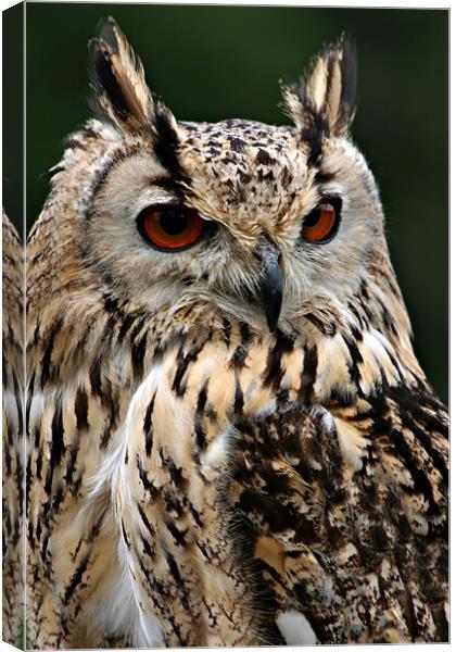 European Eagle Owl Canvas Print by Christopher Grant