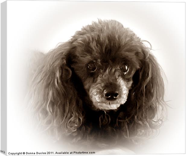 Poodle Portrait in Sepia Tone Canvas Print by Donna Duclos