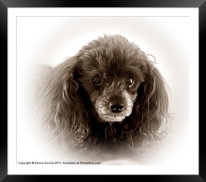 Poodle Portrait in Sepia Tone Framed Mounted Print by Donna Duclos