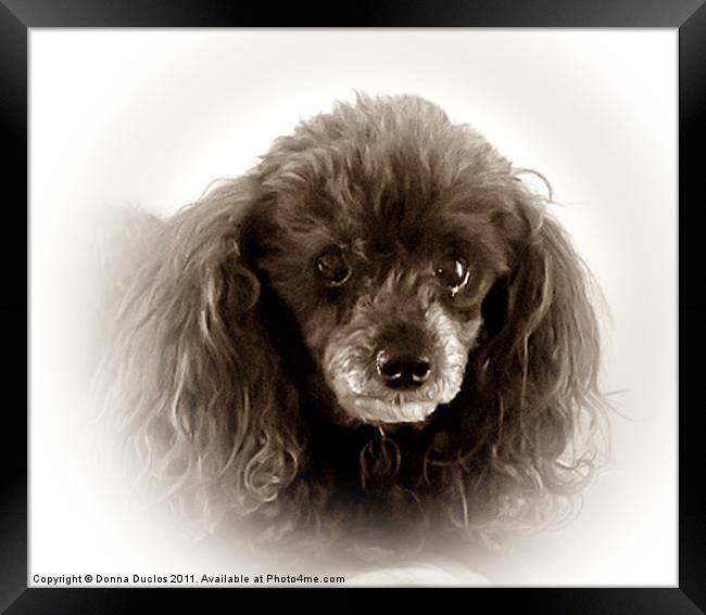 Poodle Portrait in Sepia Tone Framed Print by Donna Duclos