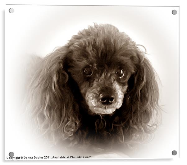 Poodle Portrait in Sepia Tone Acrylic by Donna Duclos