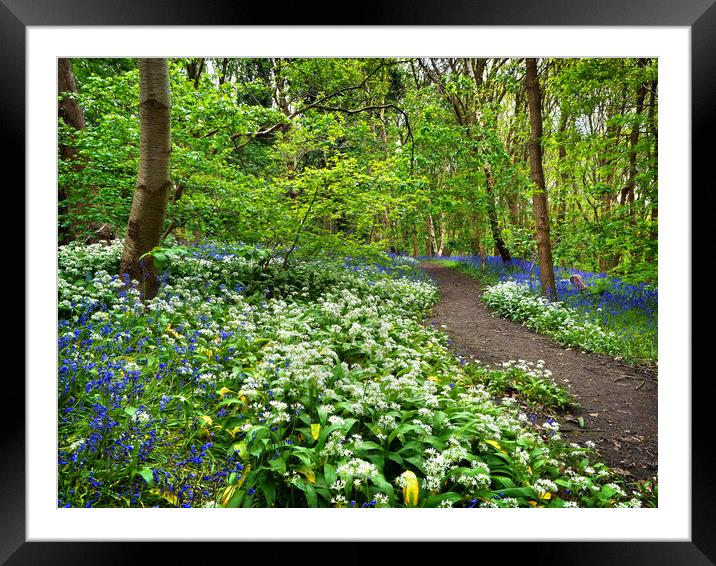 Wild Garlic and Bluebell Wood Framed Mounted Print by Darren Galpin