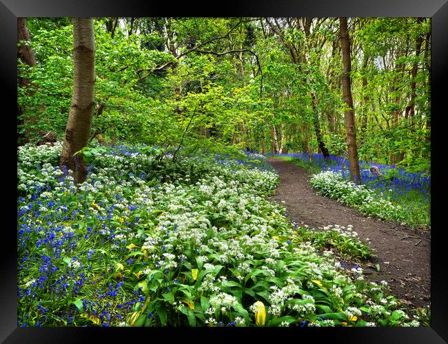 Wild Garlic and Bluebell Wood Framed Print by Darren Galpin