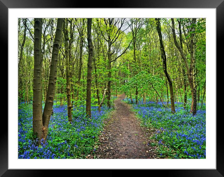 Bluebell Wood Framed Mounted Print by Darren Galpin