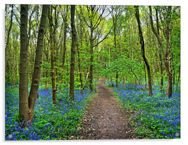 Bluebell Wood Acrylic by Darren Galpin