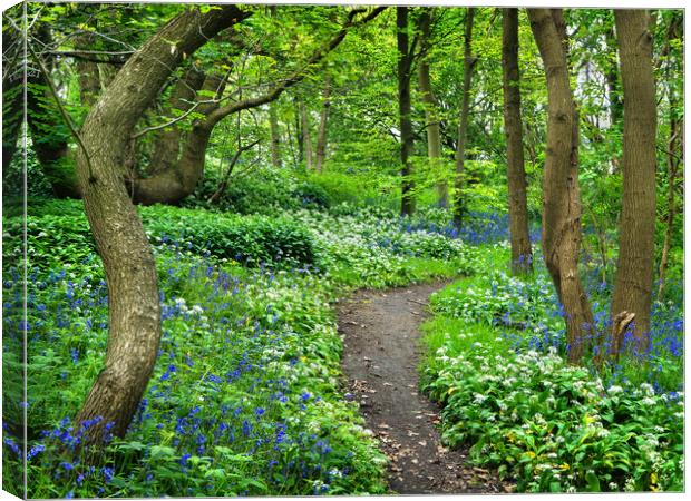 Wild Garlic and Bluebell Wood Canvas Print by Darren Galpin