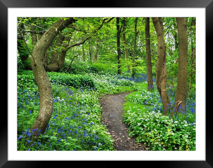 Wild Garlic and Bluebell Wood Framed Mounted Print by Darren Galpin