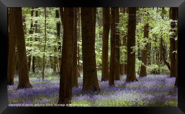 Bluebell Woodland  Framed Print by Simon Johnson