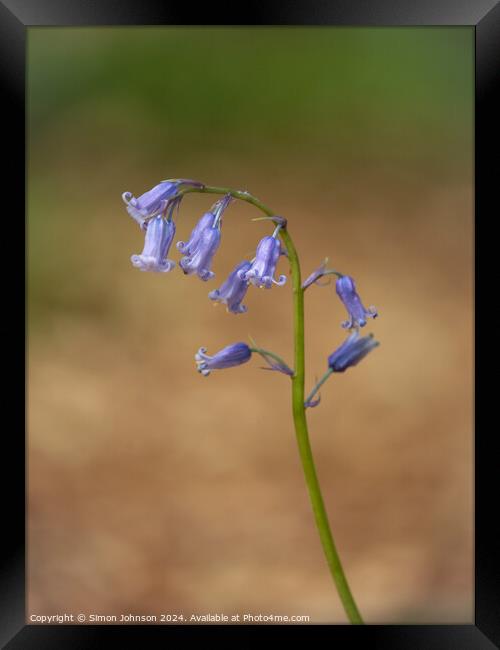 Bluebell flower  Framed Print by Simon Johnson