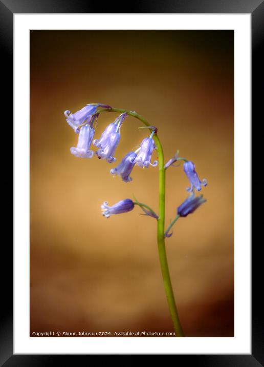 Bluebell flower  Framed Mounted Print by Simon Johnson