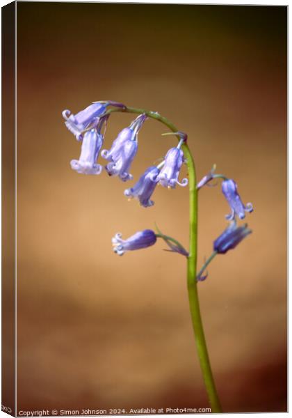 Bluebell flower  Canvas Print by Simon Johnson