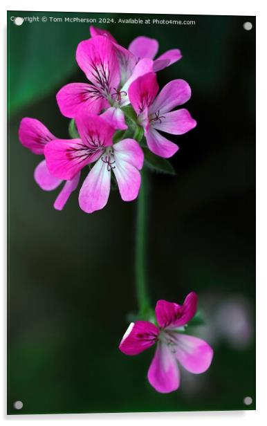 Geranium Acrylic by Tom McPherson