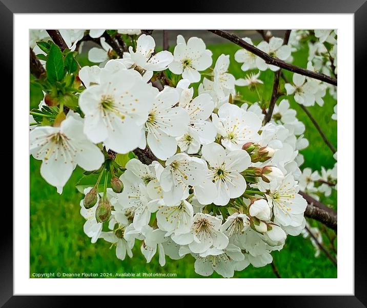 Cherry Blossoms Framed Mounted Print by Deanne Flouton