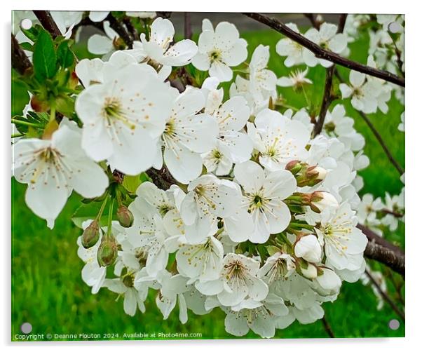 Cherry Blossoms Acrylic by Deanne Flouton