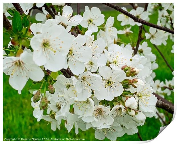 Cherry Blossoms Print by Deanne Flouton