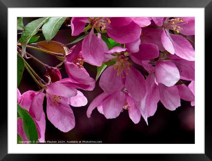 Plum Blossoms Framed Mounted Print by Deanne Flouton
